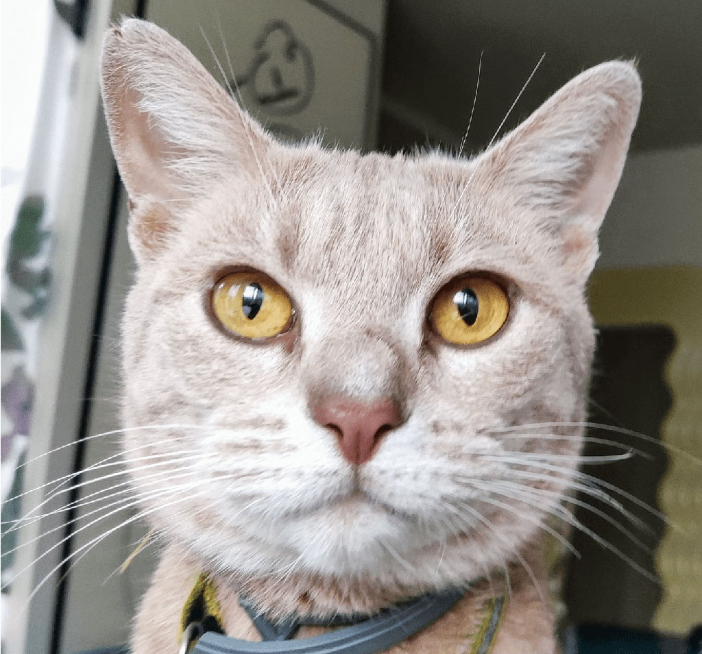Keiko image